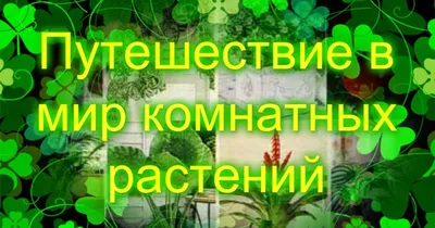 Иллюстрация 1 из 1 для Мир комнатных растений. Иллюстрированный справочник  - Голубев, Ремизов | Лабиринт - книги. Источник: Лабиринт