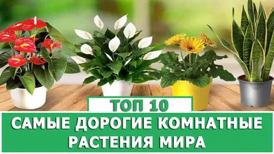 Грунт Живой мир №10, 4л (Гарантия качества) купить в Могилеве