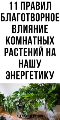 Комнатные растения. Новое руководство по уходу | Серия: Живой мир вокруг  нас.