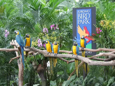 Парк птиц Игуасу (Parque das Aves) – центр спасения и возвращения птиц в  дикую природу