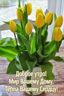 МИР ВАШЕМУ ДОМУ ❤️🎼❤️🎼❤️🎼❤️🎼 | TikTok