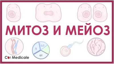 Митоз/Мейоз | BIOscience | Дзен