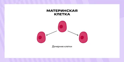 Митоз/Мейоз | BIOscience | Дзен