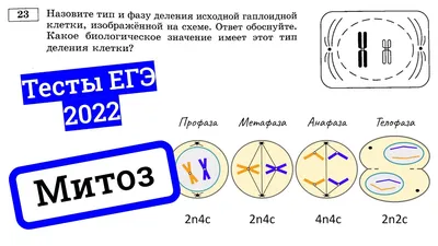 Фазы деления клетки: митоз и мейоз, их сходства и различия — типы и виды  деления клеток, прямое и непрямое деление