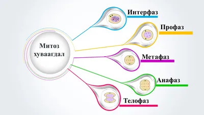 Митоз interactive worksheet | Live Worksheets