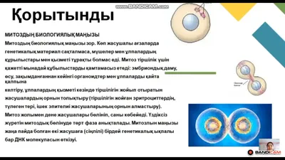 Деление Клеток Митоз — стоковая векторная графика и другие изображения на  тему Митоз - Митоз, Metaphase, Interphase - iStock