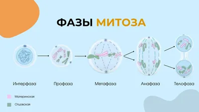 Митоз и мейоз | ВКонтакте