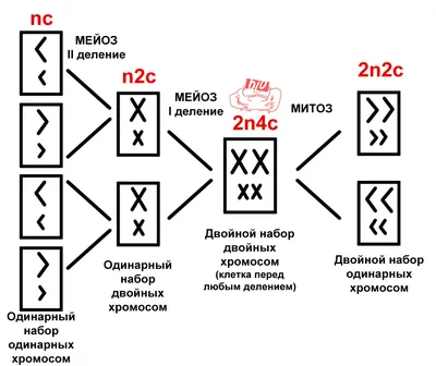 Митоз гаплоидной клетки