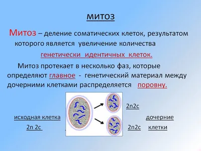 митоз | PDF