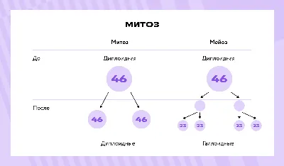 Фазы деления клетки: митоз и мейоз, их сходства и различия - типы и виды  деления клеток, прямое и непрямое д… | Митоз, Уроки биологии, Углубленное  изучение биологии