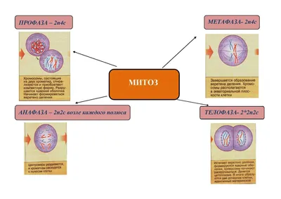 Клеточный цикл. Деление клетки: митоз - фазы и биологическое значение