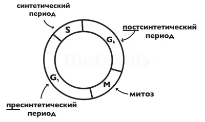 Митоз в клетках корешка лука | Пикабу