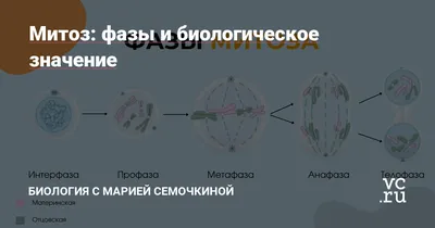 Митоз - когда клетка делится на две части