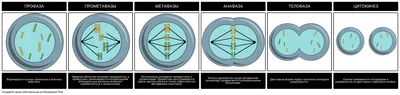 Митоз» — создано в Шедевруме