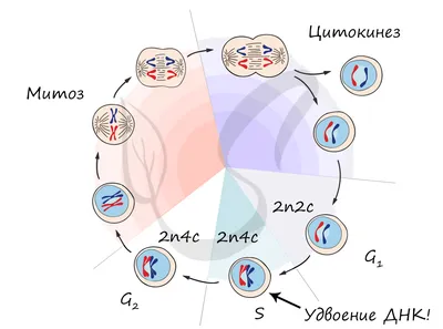 митоз — Викисловарь