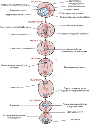 Митоз - простыми словами. | Медицина простыми словами | Дзен