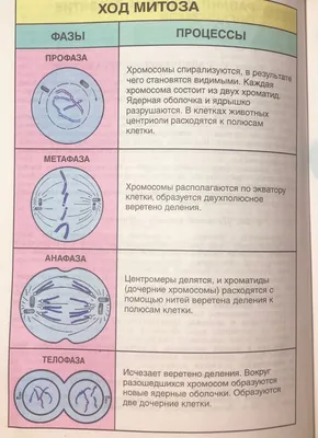 МИТОЗ • Большая российская энциклопедия - электронная версия