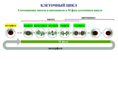 Вариант БИ2110201