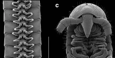 Обнаружена многоножка, у которой более 1000 ног, но нет глаз