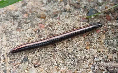 Многоножка (Myriapoda) | Location: Tiraspol, Moldova Lens ty… | Flickr