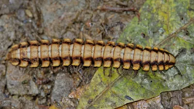 Закрыть Многоножка (Blaniulidae) В Оборонительной Позиции Фотография,  картинки, изображения и сток-фотография без роялти. Image 30435933