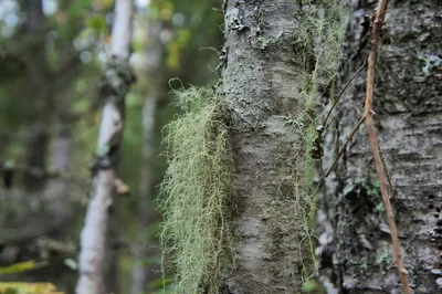 Папоротники и мхи Мох Бабл (Moss sp. Bubble) купить в Киеве и Украине:  цена, фото, отзывы | Aqua Agents