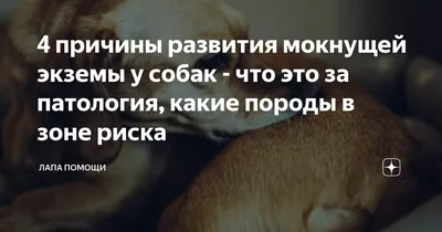 Экзема у собак - причины, симптомы, методы лечения | Лапа помощи | Дзен