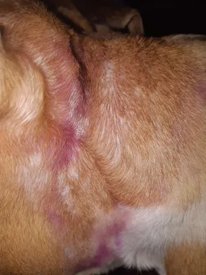 Мокнущий дерматит у собак фото фото