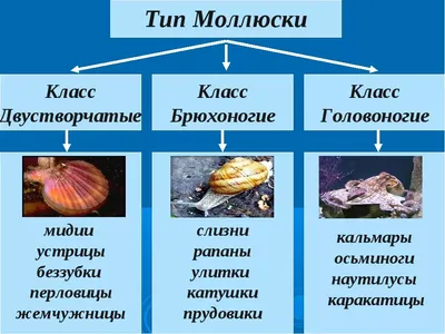 Тип моллюски (мягкотелые), подготовка к ЕГЭ по биологии