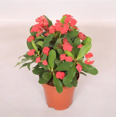 Молочай Миля (Euphorbia milii) D12 H25 купить в Санкт-Петербурге