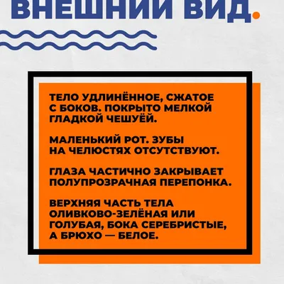 О'Море - МОЛОЧНАЯ РЫБА Молочная рыба или Ханос – океаническая крупная рыба  семейства лучеперых, водится в Тихом и Индийском океанах, является  диетическим продуктом. Мясо молочной рыбы белого цвета и довольно приятное  на