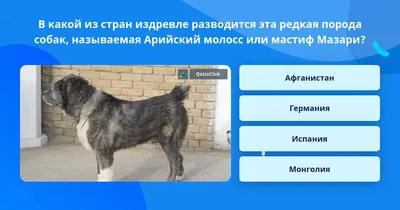 Южноафриканский бурбуль ПЕРСИВАЛЬ ФРОМ МОЛОСС ХАУС ♢ Фото 55678 на SOBAKA.LV