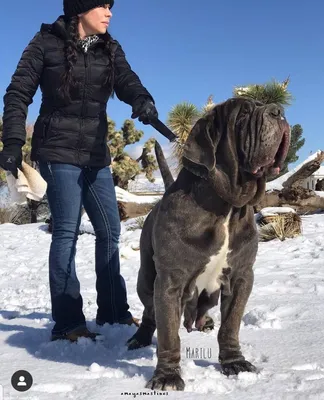 Порода боксер: характеристика собак и щенков породы 🐶 — ProPlan.ru