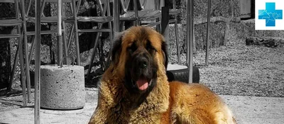 Молоссы - породы собак с фото, названиями и описанием | Группа молоссы |  Pet-Yes
