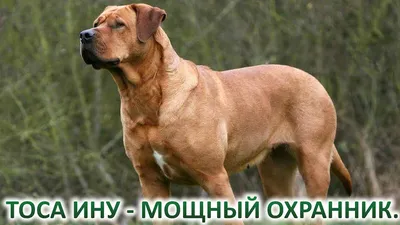 Английский мастиф: все о собаке, фото, описание породы, характер, цена