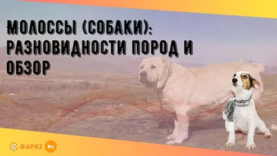 Собака Молосс в костюме бетмена , …» — создано в Шедевруме