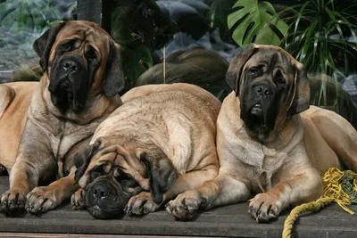 Молоссы - породы собак с фото, названиями и описанием | Группа молоссы |  Pet-Yes