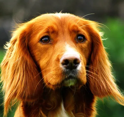 Картинки по запросу рисунок собаки морда | Dog breeds, Dog logo design,  Aggressive dog breeds