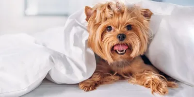 Морки Собака Мальтийский Yorkie Смесь — стоковые фотографии и другие  картинки Воображение - Воображение, Время идти спать, Горизонтальный -  iStock