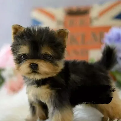 Terrier Yorkshire щенка милой собаки милый Стоковое Изображение -  изображение насчитывающей собака, любимчик: 14885433