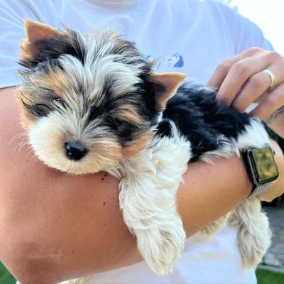 Meet Misha, the adorable Biewer Yorkie