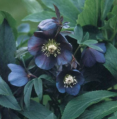 Морозник черный (Helleborus niger) 390 руб. AGRO48334