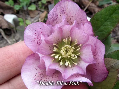 Морозник черный (Helleborus niger)