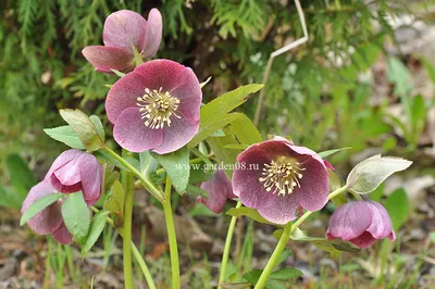 Морозник восточный White Lady (Helleborus orientalis White Lady)