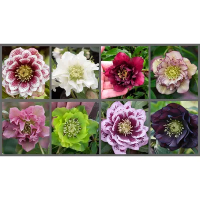 Helleborus niger - Морозник черный 'Niger'