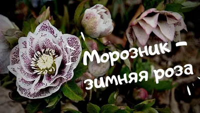 Морозник восточный \"Double Crown Dark Purple\" (Дабл Кроун Дак Перпл),  купить в Екатеринбурге