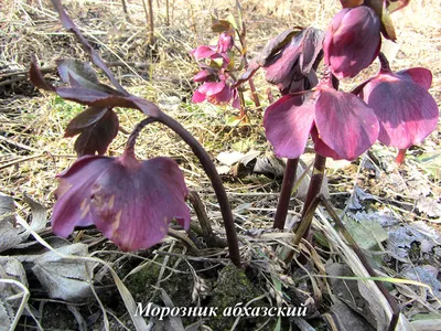 Морозник махровый смесь купить дешево. Цена за саженец