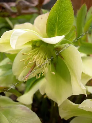 Морозник черный с доставкой! 🌱 [744537]