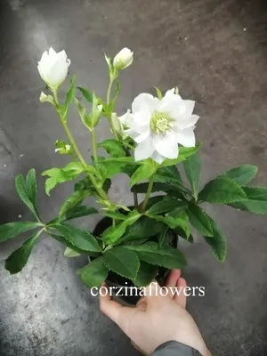 Морозник черный (Helleborus niger) Р9 весна 2024 рекомендуем — Питомник  Летний сад