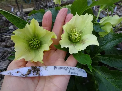 Морозник восточный (Helleborus orientalis) сорт Монтсегур (Montsegur)